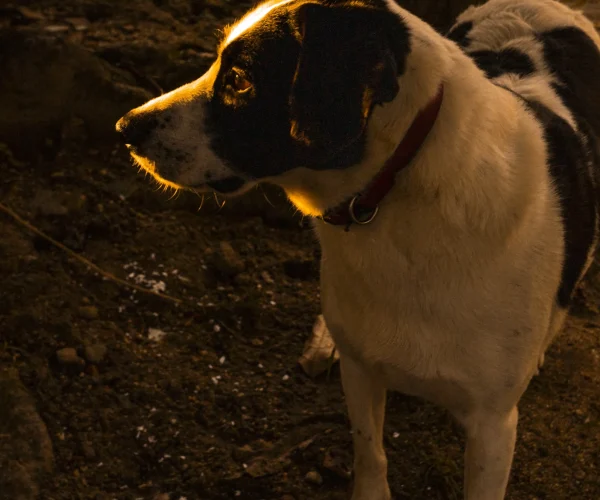 descarte-cachorro-noturno-01